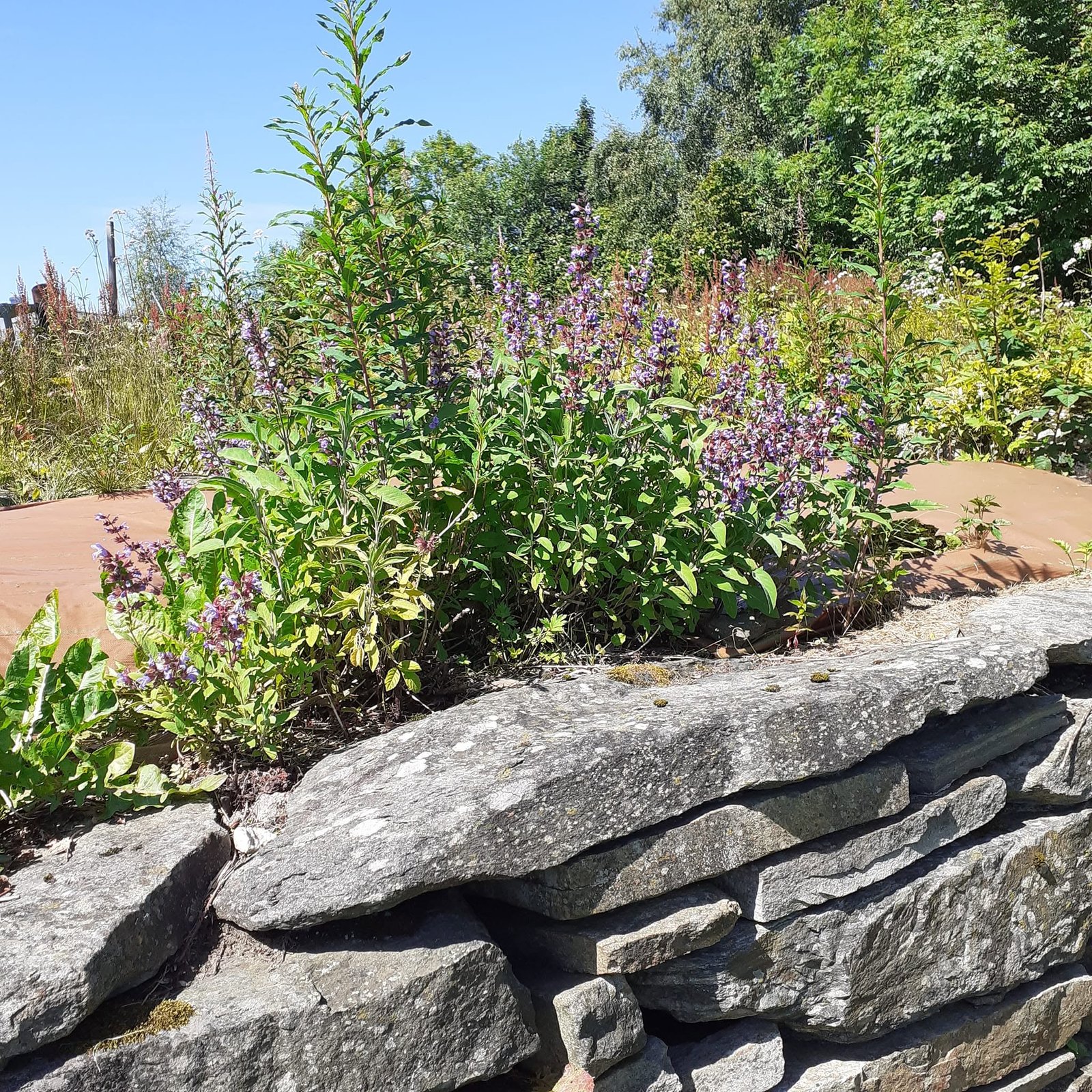 Sage in flower on a dry-stone wall in the garden at Falkasete